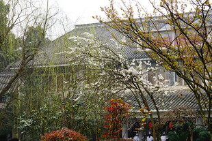 雨中古建春日赏樱