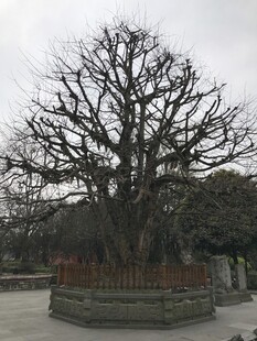 阴天里的秃树
