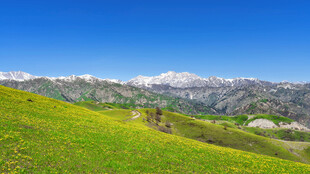 高原草原雪山风光