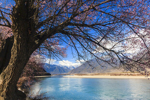 湖畔春日桃林山景