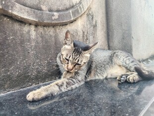 慵懒躺卧的虎斑猫