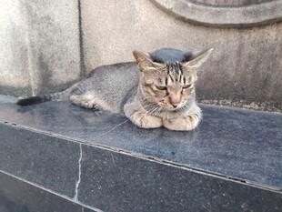 趴卧在石台上的猫咪
