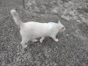 白色小猫