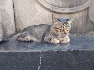 慵懒打盹的小猫