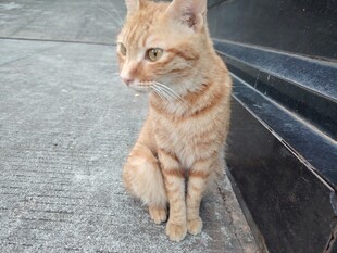 静坐的小橘猫