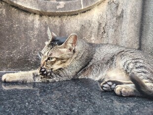 慵懒趴卧的虎斑猫