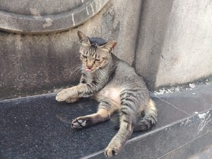 打哈欠的狸花猫