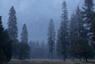 雾中朦胧松林景观