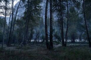 朦胧雾林自然风景