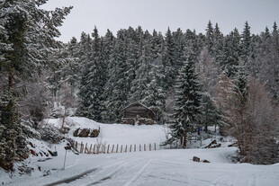 冬日雪林郊野雪景