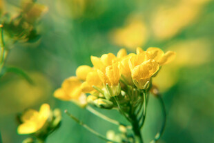 柔焦朦胧黄色油菜花