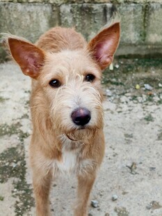 浅黄立耳宠物犬正面照