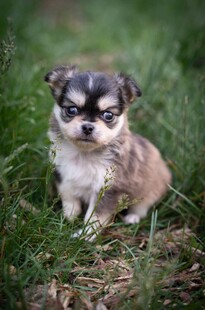 草地上的吉娃娃幼犬