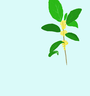 桂花免扣元素