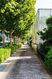 城市林荫步道街景