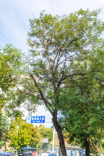 街边行道绿树景观