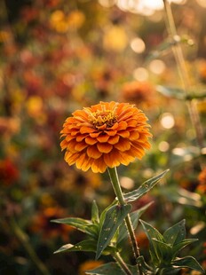 暖光下的橙色百日菊