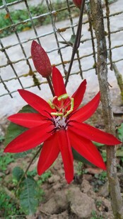 红花