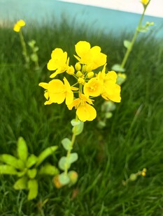 油菜花