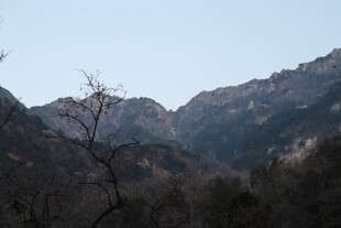 山野枯树远景风光