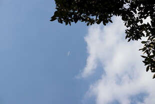 蓝天树叶晴空小景