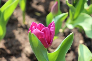 紫红色郁金香花苞