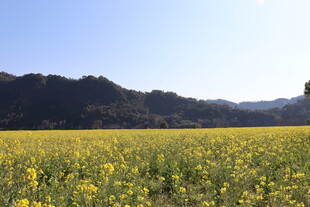 晴空下的花田山野风光