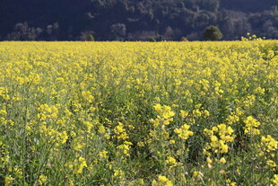 油菜花田