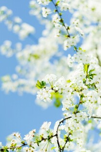 春日白花映蓝天