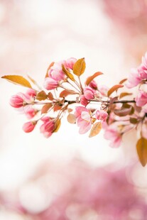 柔焦春日粉花枝条
