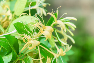 清新金银花特写
