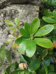鹅掌柴翠绿枝叶特写