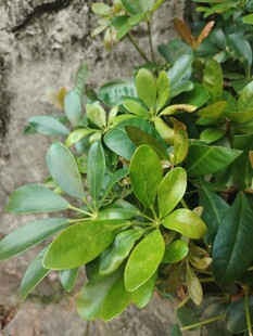 鹅掌柴翠绿枝叶特写