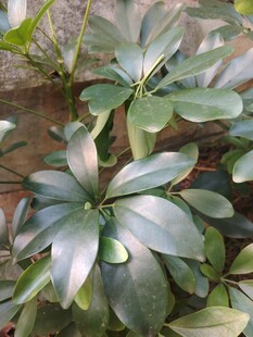 鸭脚木绿植叶片特写
