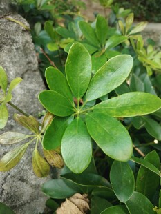 翠绿绿植叶片特写