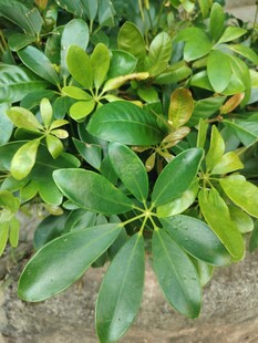 鹅掌柴绿叶植株特写