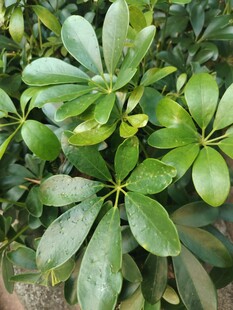 鹅掌柴绿植叶片特写