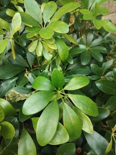 鹅掌柴绿植叶片特写