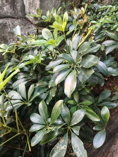 鸭脚木绿植实拍
