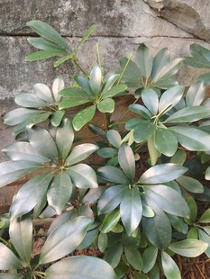 户外绿植鸭脚木植株