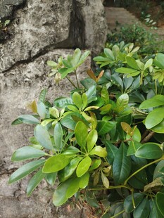 户外石边绿植景观