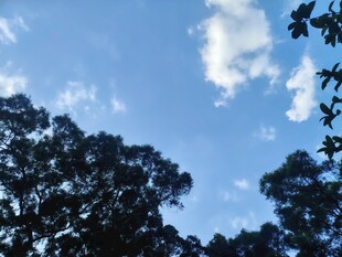 蓝天绿树晴空美景