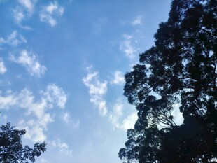 蓝天白云树影风光