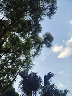 蓝天绿树仰拍景致