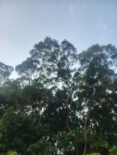 蓝天之下的葱郁树林