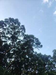 蓝天绿树自然风景