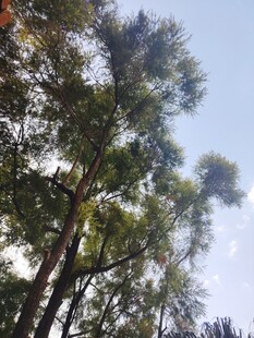 仰拍绿树蓝天