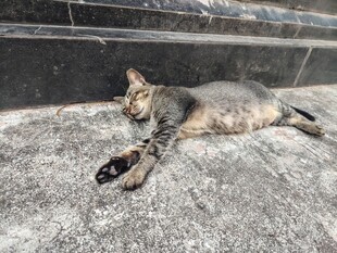 躺卧休憩的猫咪