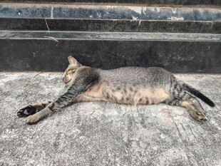 慵懒躺卧的小猫