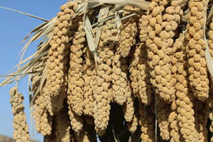 晾晒的金黄谷穗